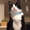 Blue Red Tartan Pet Collar - Image 3