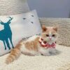 Adorable Strawberry Pattern Cat Collar With Breakaway Buckle And Cute Bow Tie For Kitten And Some Puppies - Image 6