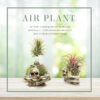 Tillandsia Bracket Easy To Keep Soilless Resin Potted Plant - Image 2