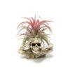 Tillandsia Bracket Easy To Keep Soilless Resin Potted Plant - Image 9