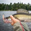 HENGJIA 6pcs / Box Outdoor Fishing Floating Soft Bait 8cm-5g Bionic False Lure, 1#, 2#, 3#, 4#, 5#, 6# - Image 8