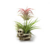 Tillandsia Bracket Easy To Keep Soilless Resin Potted Plant - Image 3