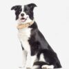 JINMAOHOU Dogs Double-Layer Leather Collar, XS 34x1.7cm, S 39x2.2cm, M 49x2.7cm, L 59x3.2cm - Image 6